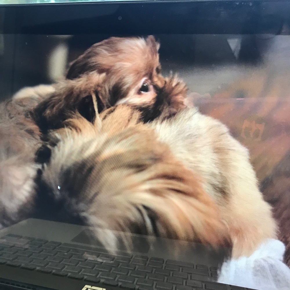 Meet your Posher, Shanna